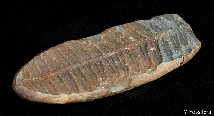 Fern Fossil From Mazon Creek - Million Years Old #2875